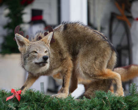 Wild Stuffed Coyote Decorated for Christmas Floatの写真素材