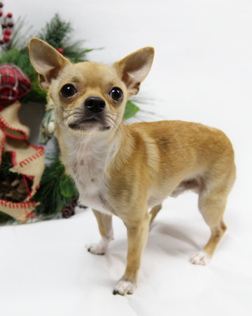 Chihuahua dog standing and looking off-cameraの写真素材