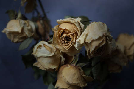 A bouquet of dead dried rosesの写真素材