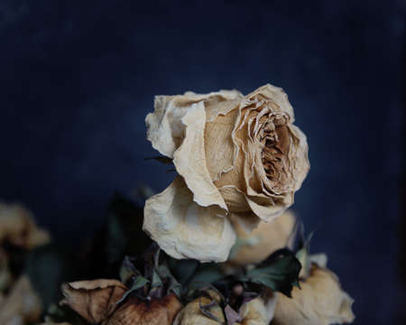 Old decaying dried white roseの写真素材
