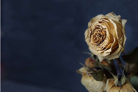 Dried White Rose with Room For Copyの写真素材