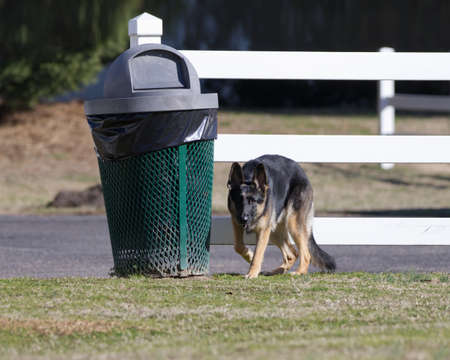 Beautiful German Shepard Dog walking around an old Trash Canの写真素材