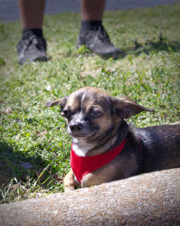 Brown Deer Head Chihuahua outdoors layin in the grass. Beautiful little dogの写真素材