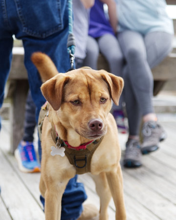 Dog K9 Training. Dogs can follow orders well. Puppy Educationの写真素材