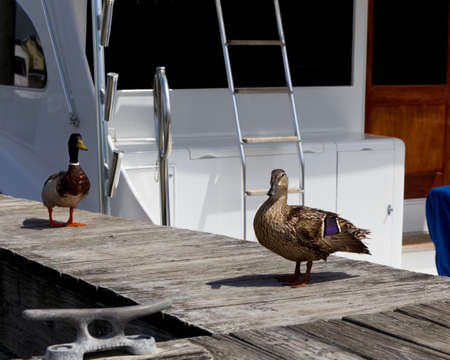 Ducks on a pier at a marina in the Outer Banks, NCの写真素材