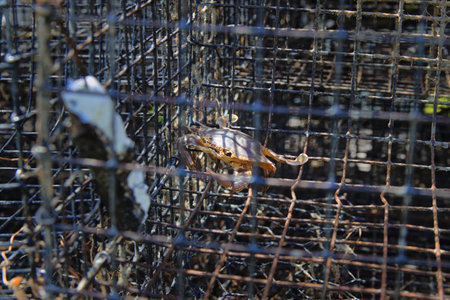 Crabbing traps off the coast of the Outer Banks, North Carolina.の写真素材