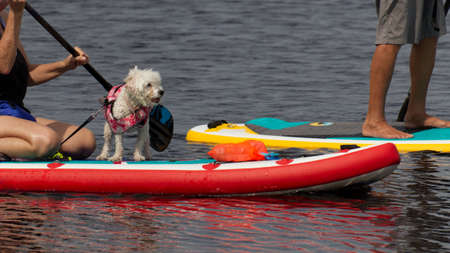 Small dog sitting on paddle board on river. Cute dog in life jacket in nature.