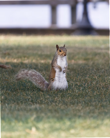 Grey Squirrel Standing and Looking Curiouslyの写真素材