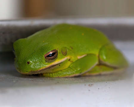 A cute stunning green tree frogの写真素材