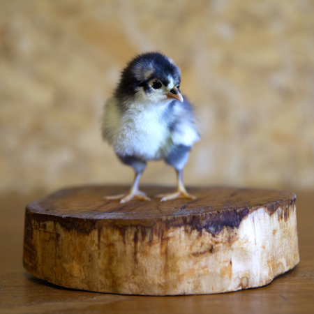 chick on a wooden stand on a background of a yellow wallの写真素材