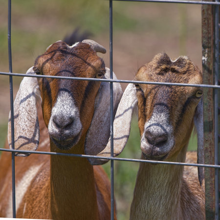 Two Long Eared Nubian Goats Looking at the Cameraの写真素材