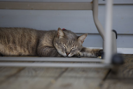 Sleeping adult cat in the shade on a porch under a chairの写真素材