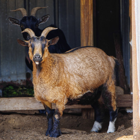 Close-up Portrait of a tan Nigerian dwarf goat standing in a barn on a farmの写真素材
