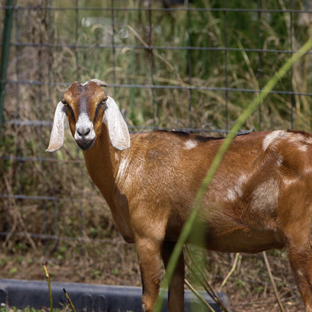 Close-up of a brown Nubian Goat Looking at the Camera on a farmの写真素材
