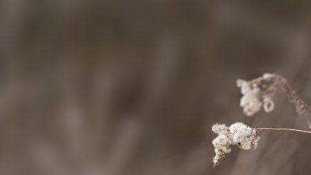 Wild Weeds on a blurred background with room for copy.の写真素材