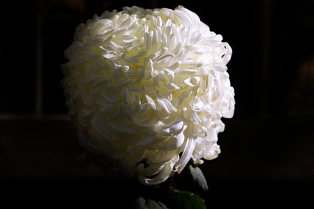 White chrysanthemum on a dark background, close-upの写真素材