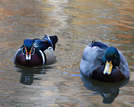 Mallard ducks swimming in a lake.  Shallow depth of field.の写真素材