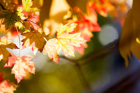 Fall leaves changing color against blurred tree backgroundの写真素材