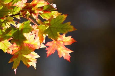 Fall leaves changing color against dark blurred backgroundの写真素材