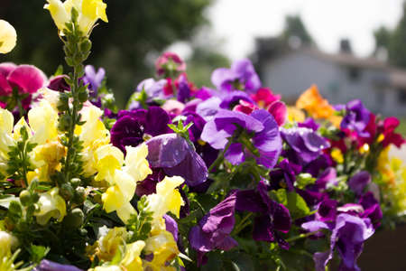 Close up of spring flowers against suburban background