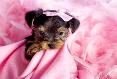 Yorkshire Terrier Puppy chewing on pink blanket with pink bow and feather boa, cute, background spaceの写真素材