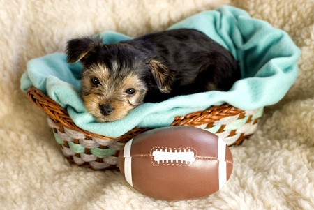Male Yorkshire Terrier Puppy with toy football in basket with light green blanketの写真素材