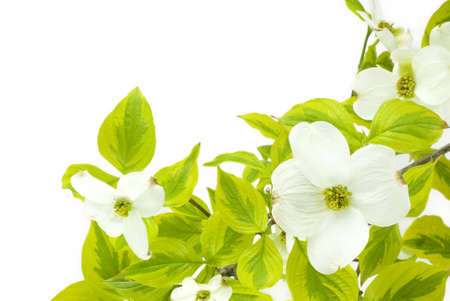 A beautiful white dogwood branch on a white background in the corner with copy spaceの写真素材