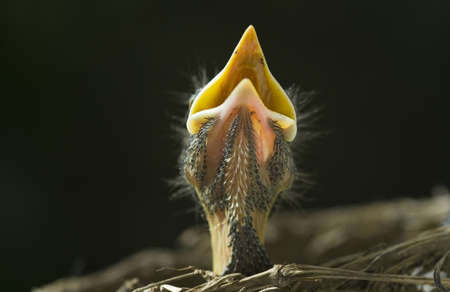 A closeup of a baby robin in a nest with mouth open waiting on the Mother bird to feed him,  horizontal with copy space, shallow depth of fieldの写真素材