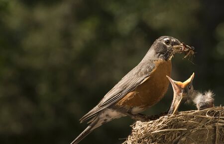 A Mother Robin feeding her baby, horizontal with shallow depth of field, copy spaceの写真素材