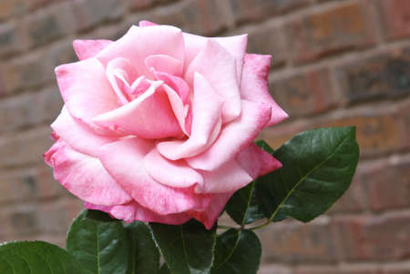 A gorgeous large pink home grown rose with shallow depth of field, brick background with copy spaceの写真素材