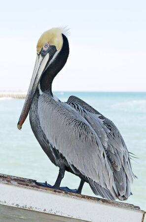 A beautiful pelican standing with water in the background, taken at Sabastian Inlet in Flordiaの写真素材