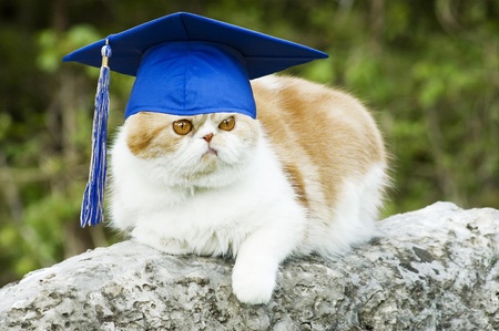Cat posing on rock with graduation hat with tassel, funny  copy spaceの写真素材