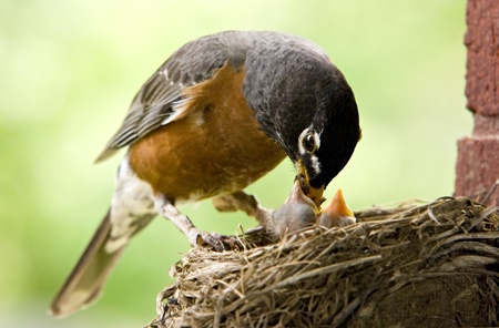 Mother Robin feeding her babies worms, copy space の写真素材