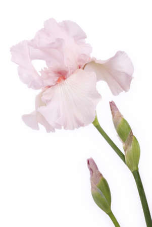 A tall pink Hybrid Bearded Iris isolated on white background, vertical with copy spaceの写真素材