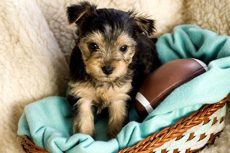 Adorable male Yorkshire Terrier Puppy in basket with green blanket and toy football, beige backgroundの写真素材