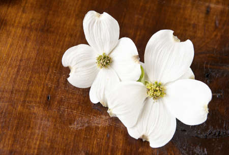 Two white Dogwood blooms on a weathered antique wood background, focus on flowerの写真素材