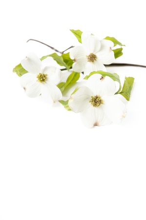 A white Dogwood branch with flowers on a white vertical background, focus on front flowerの写真素材