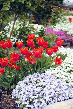 Home landscaping with colorful red spring tulips and Creeping Phlox, shallow depth of fieldの写真素材