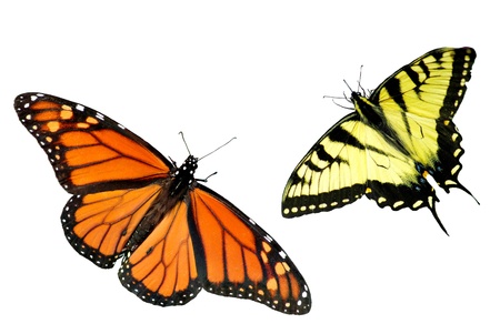 A beautiful Monarch and Tiger Swallowtail Butterfly isolated on white background with copy spaceの写真素材