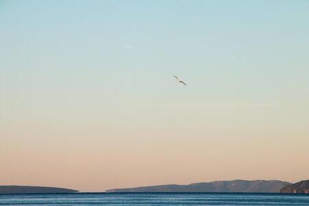 Sea Gull in the Skyの写真素材