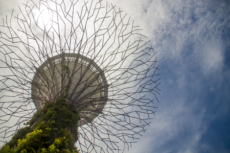 Amazing Supertreesのeditorial素材