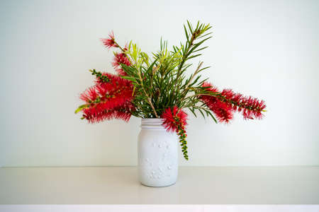 Red Bottlebrush flowers in a white vase with a white background. Lots of copy space, landscape orientation. Gold Coast QLD Australiaの写真素材