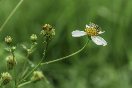 The insect is on flower.の素材