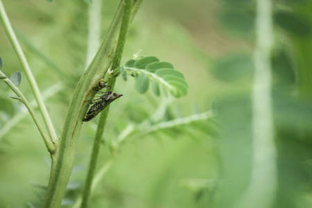 Long winged plant hopperの素材