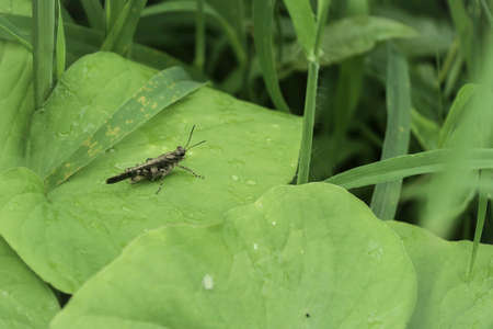 Pygmy grasshopperの素材