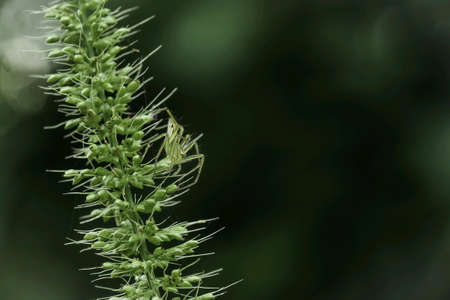 Jumping spidersの素材