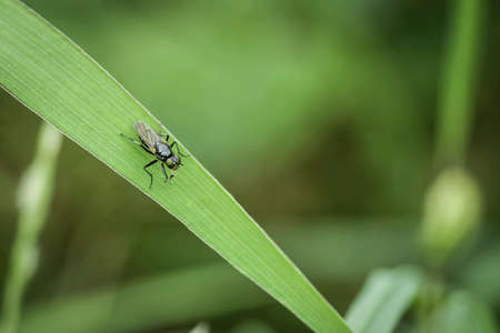 Serpentine leaf miner