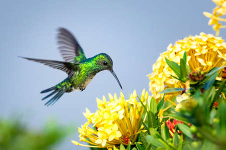A female Blue-chinned Sapphire hummingbird feeding on yellow Ixora flowers with a smooth gray background. Wildlife in nature. Bird in flight.の写真素材