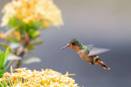 A female Tufted Coquette hummingbird feeding on yellow Ixora flowers with a smooth background. ...
