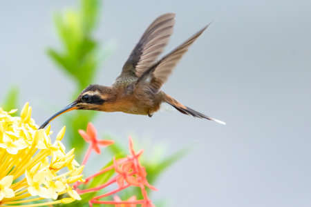 A Little Hermit hummingbird feeding on yellow Ixora flowers with a blurred background. Wildlife in nature. Hummingbird hoveringの写真素材